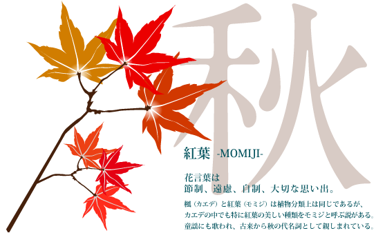秋(9〜11月)　紅葉　モミジ